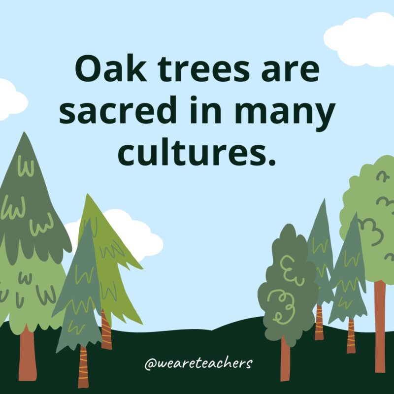 Oak trees are sacred in many cultures - tree facts