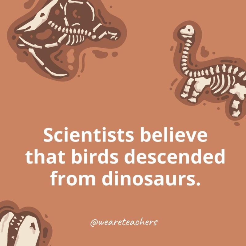 25 Incredible Dinosaur Facts for Kids Scientists believe that birds descended from dinosaurs.- dinosaur facts for kids