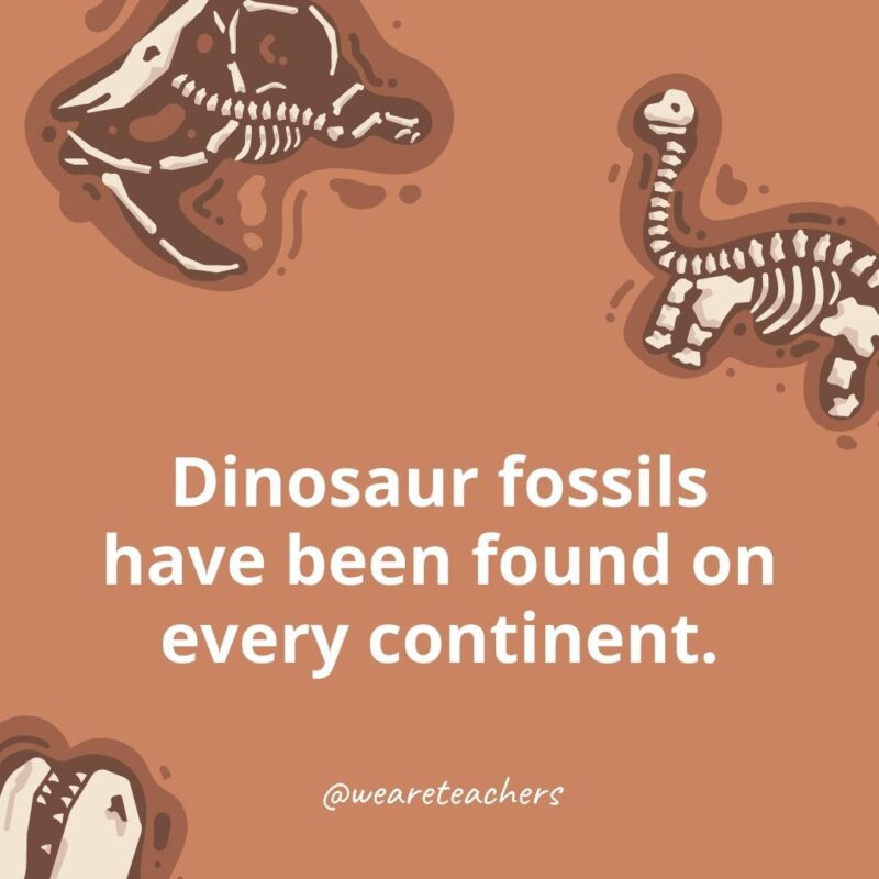 25 Incredible Dinosaur Facts for Kids Dinosaur fossils have been found on every continent.