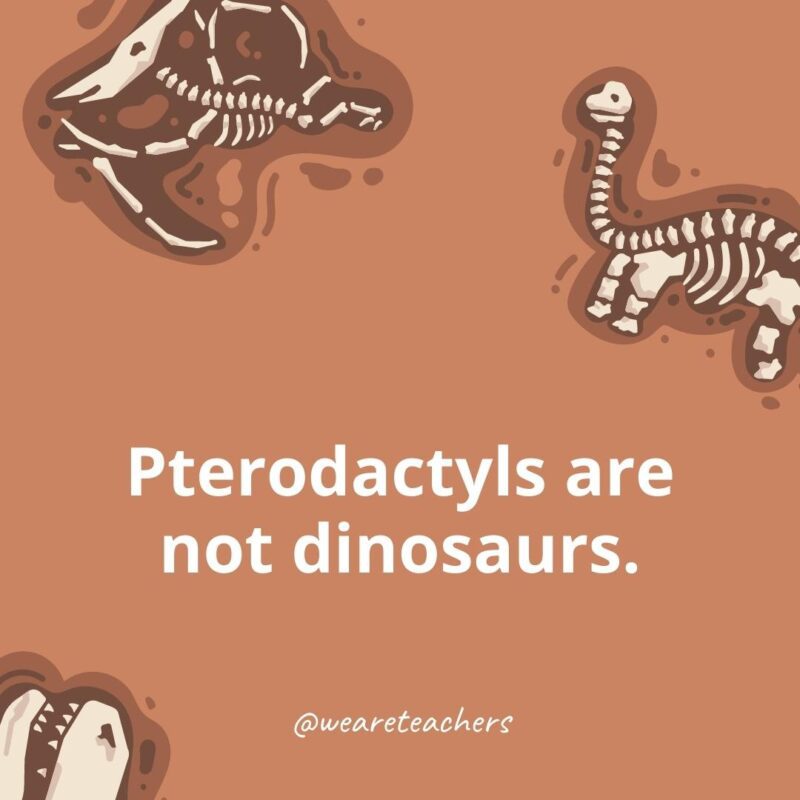 25 Incredible Dinosaur Facts for Kids Pterodactyls are not dinosaurs. - dinosaur facts for kids