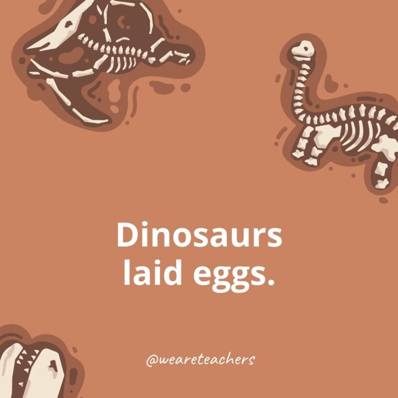 Dinosaur Facts 19 Dinosaurs laid eggs. - dinosaur facts for kids