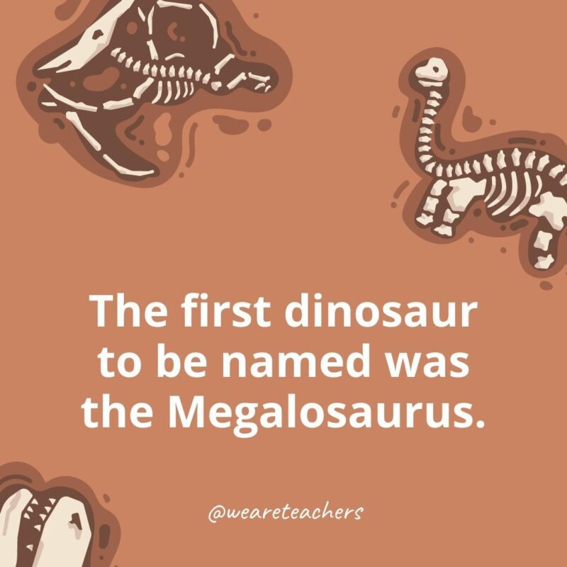 25 Incredible Dinosaur Facts for Kids The first dinosaur to be named was the Megalosaurus.