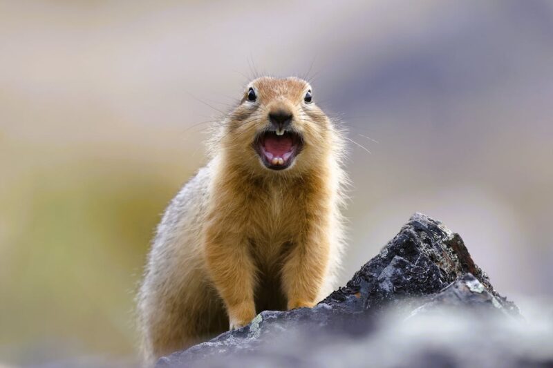Arctic Ground Squirrel Close-up of an arctic ground squirrel as an example of animals that hibernate