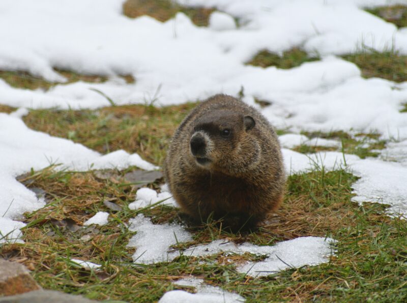 Groundhog Groundhog walking over snow and grass as an example of animals that hibernate