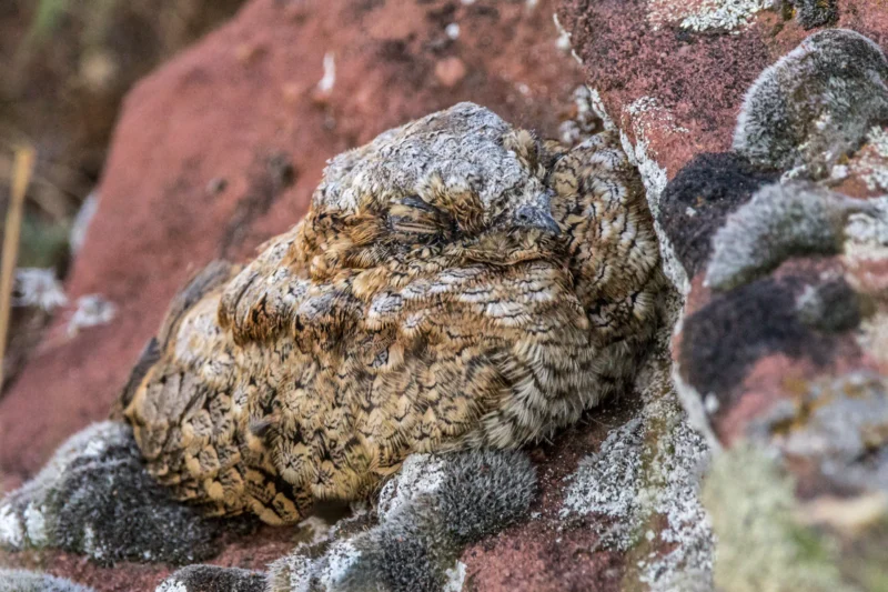 Common Poorwill Common poorwill bird with head tucked into wing as an example of animals that hibernate