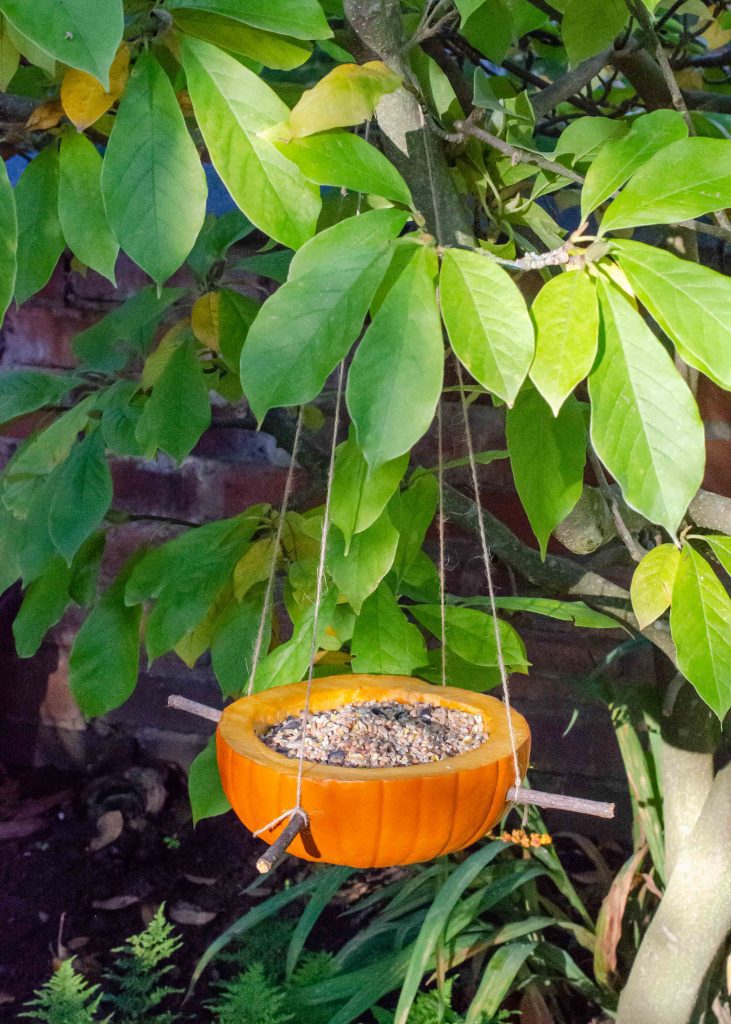 pumpkin-bird-feeder A bird feeder made from a small pumpkin hanging in a tree as an example of classroom winter crafts