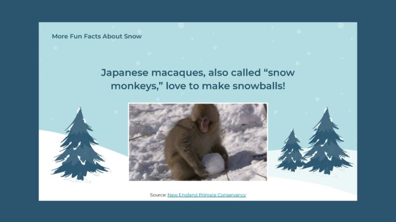 Snow Fact – Monkey Slide with image of Japanese macaques, also called “snow monkeys,” love to make snowballs!