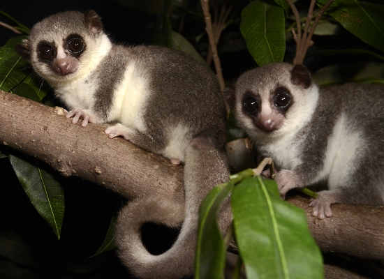 Fat-Tailed Dwarf Lemur Two fat-tailed dwarf lemurs on a branch