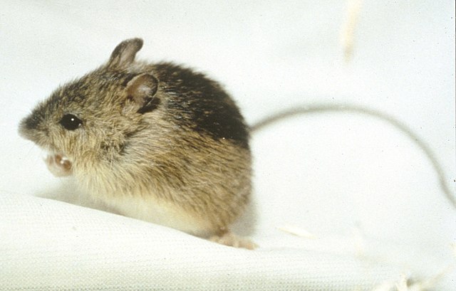 Meadow Jumping Mouse Meadow jumping mouse