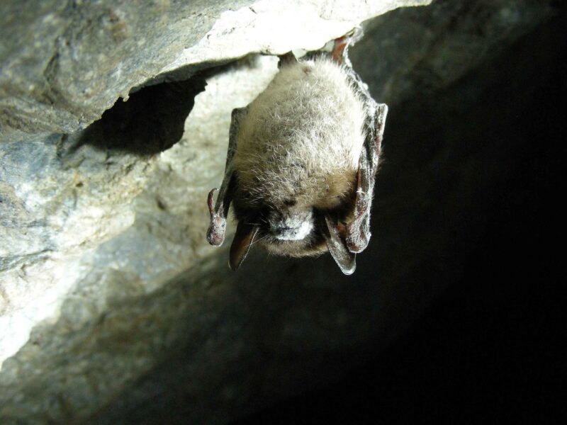 Little Brown Bat Little brown bat as an example of animals that hibernate