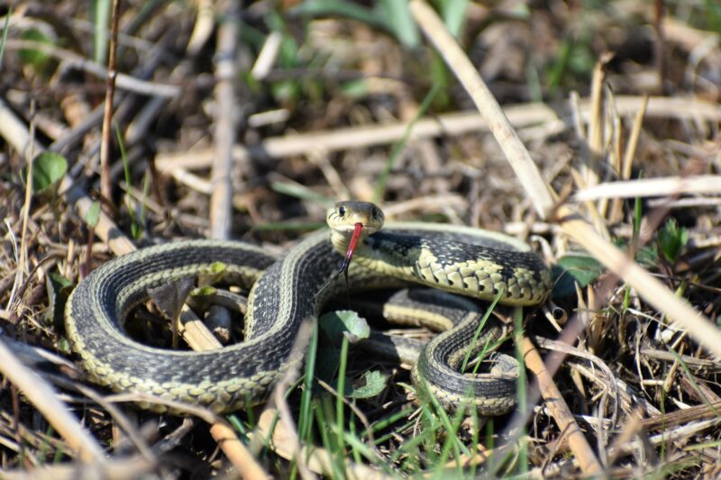 Garter Snake Garter snake in brown grass