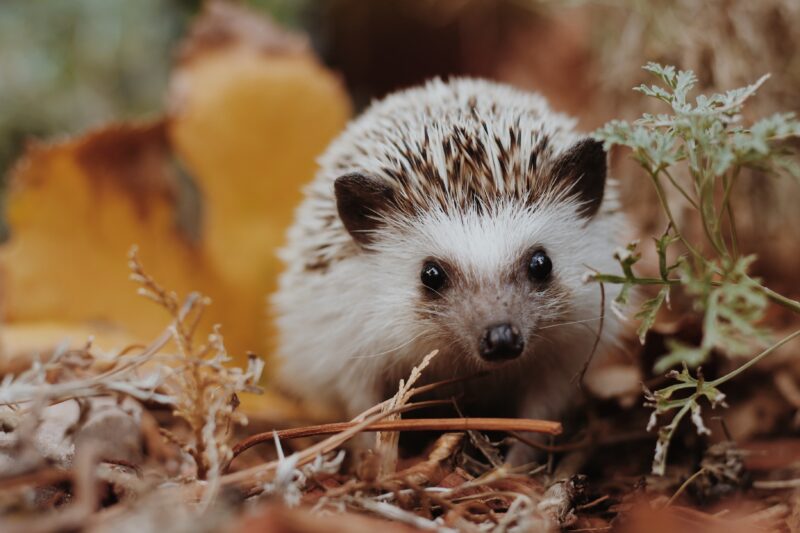 Hedgehog A hedgehog standing on brown leaves as an example of animals that hibernate
