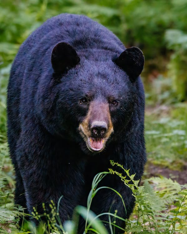 Black Bear Black bear as an example of animals that hibernate