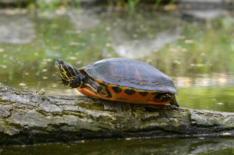 Painted Turtle Painted turtle on a log