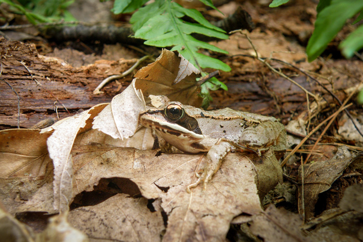 Wood Frog Wood frog on brown leaves