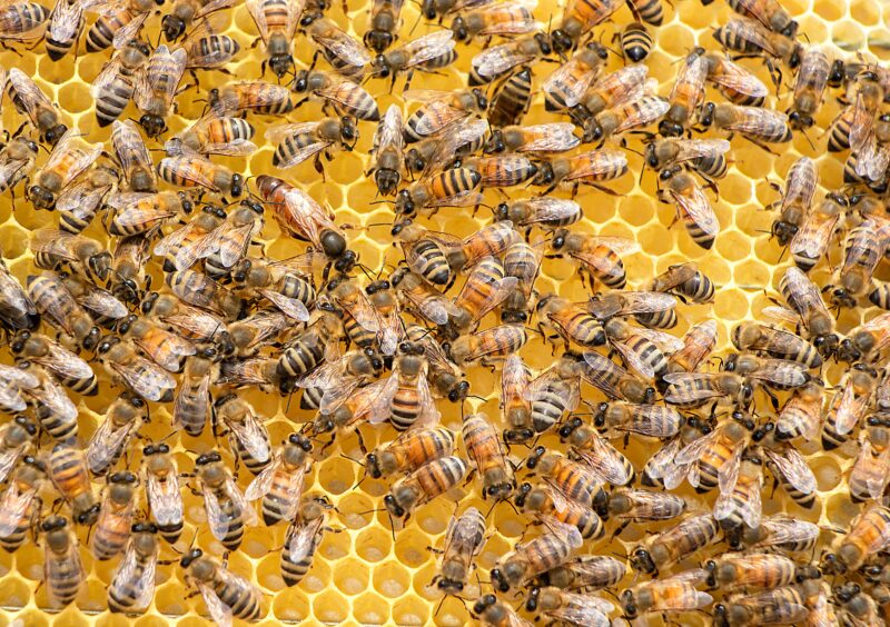 Bees Swarm of bees
