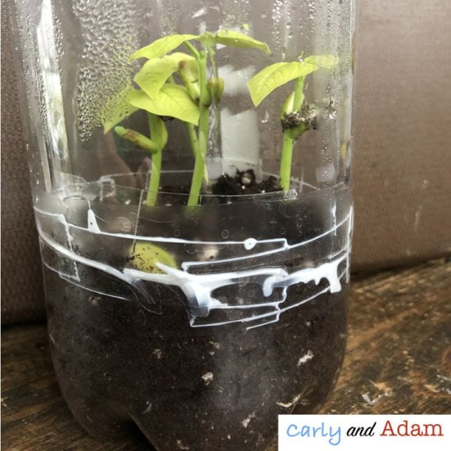 Plastic Bottle Planter Experiment Small plants growing inside a plastic bottle filled with soil