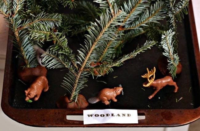 Animal Habitats Experiment Pine branches and woodland animal figurines on a tray labeled woodland
