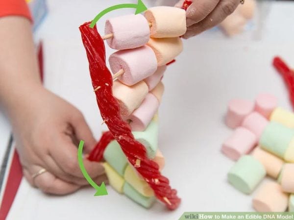 4th Grade Science Experiments DNA wikiHow Student holding a DNA model made from Twizzlers, colored marshmallows, and toothpicks