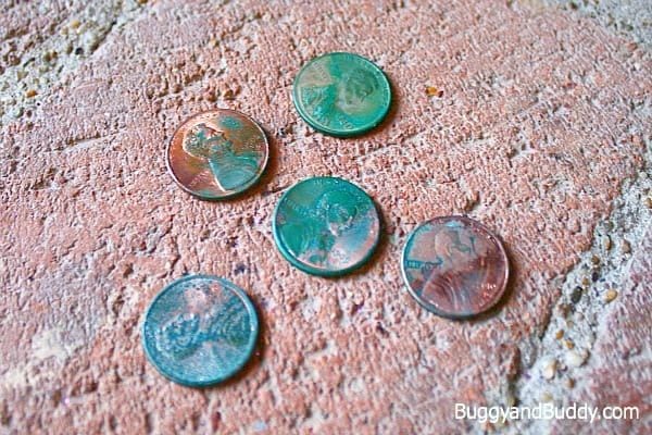 4th Grade Science Experiments Pennies Buggy and Buddy Five pennies turned various shades of green