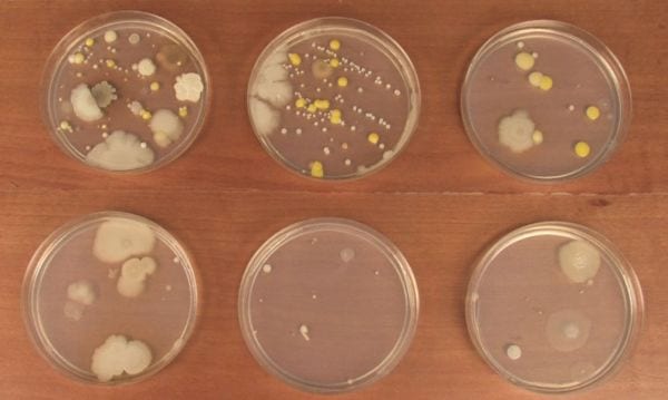 4th Grade Science Experiments Petri Steve Spangler 6 petri dishes growing a variety of molds and bacteria