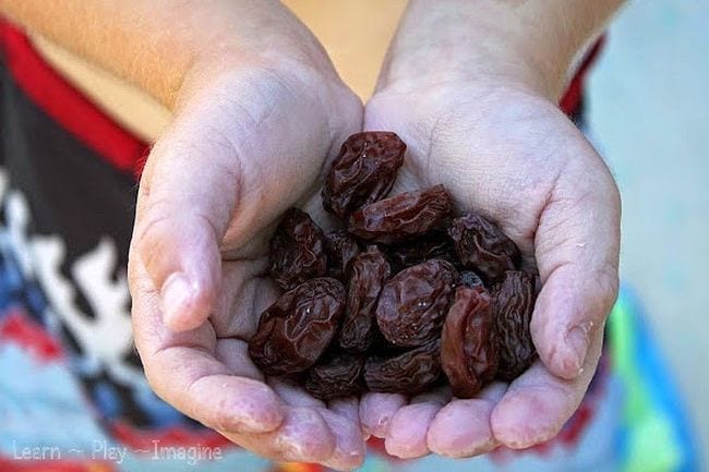 Edible Science Raisins Kindergarten science student holding a handful of homemade raisins
