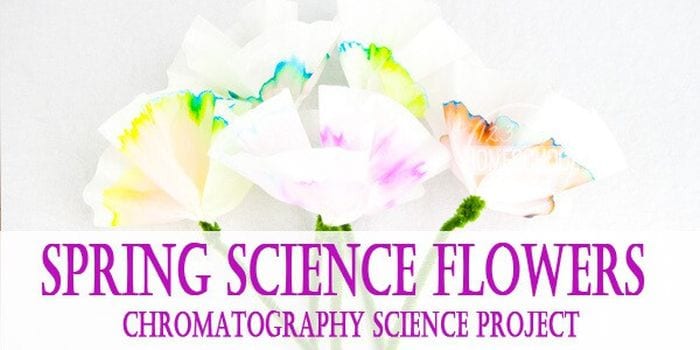 Third Grade Science Chromatography 123 Homeschool 4 Me Tissue paper flowers dyed using chromatography. Text reads