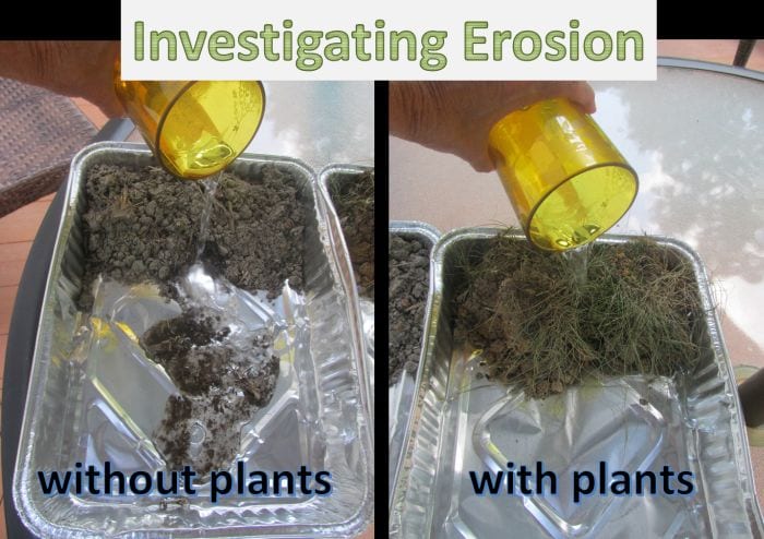 Third Grade Science Erosion Third Grade Thinkers Science student pouring water onto two tin pans of soil, one with plants and one without
