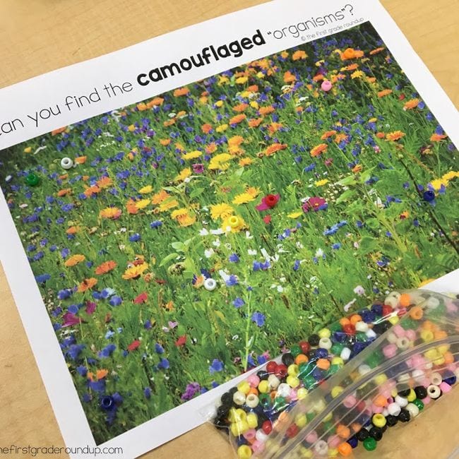 First Grade Science Experiments Printed picture of a wildflower meadow with colored beads laid on top