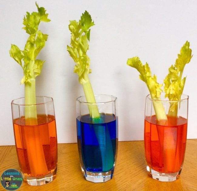 First Grade Science Experiments Three glasses of water dyed different colors with a celery stalk in each