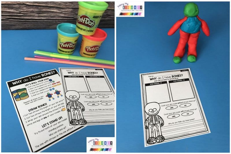 First Grade Science Experiments Worksheet entitled Why Do I Have Bones with Play-Doh, drinking straws, and simple model of human figure
