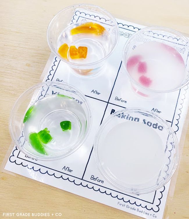 First Grade Science: Gummi Bears Four plastic cups with liquid and gummi bears, sitting on a printable worksheet (First Grade Science)