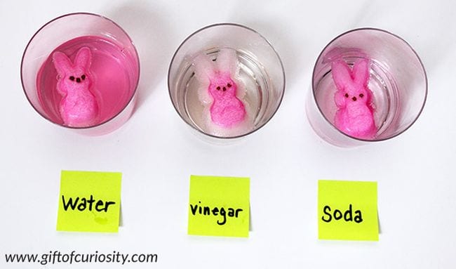 First Grade Science Experiments Three cups labeled water, vinegar, and soda, each with a pink marshmallow bunny floating in it