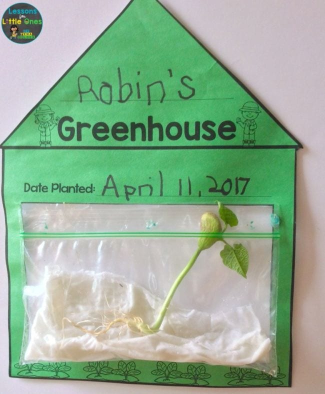 Plastic Baggie Garden Science Project House made of green paper, with zip top plastic bag containing paper towel and sprouting seeds (First Grade Science Experiments)