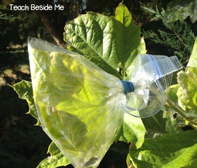First Grade Science Experiments Tree branch with leaves covered with an air-tight plastic bag (First Grade Science Experiments)