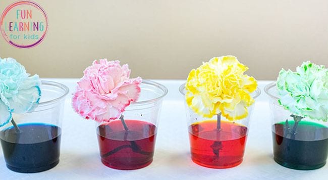 Kindergarten science Activities Color Changing Flowers Clear cups filled with colored water, holding white carnations tinted the colors of the water