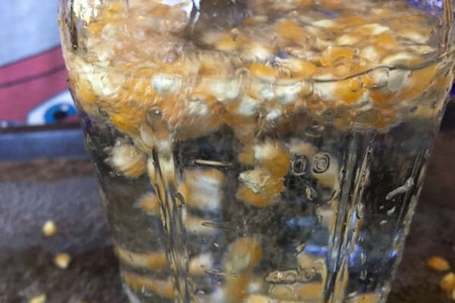 Kindergarten Science Activities Dancing Popcorn Popcorn kernels in a jar of water, rising to the top due to air bubbles (Kindergarten Science Activities)