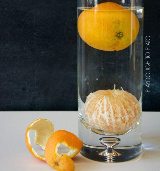 Kindergarten Science Activities Orange Buoyancy Tall glass vase of water with unpeeled orange floating and peeled orange sunk at the bottom