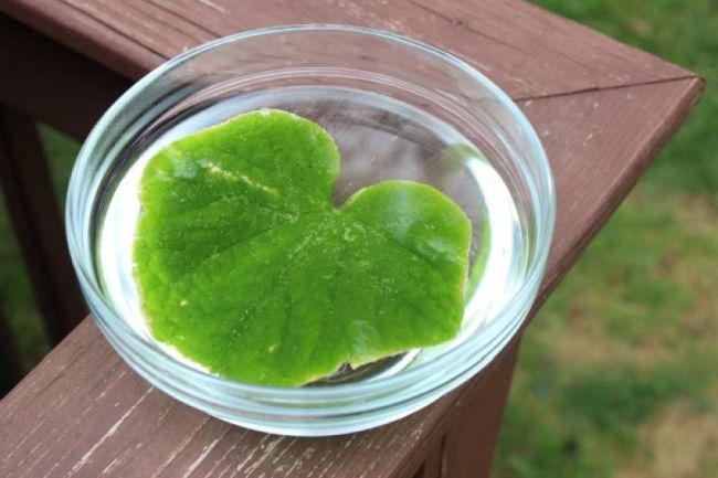 Kindergarten Science Activities: Transpiration Leaf floating in a bowl of water