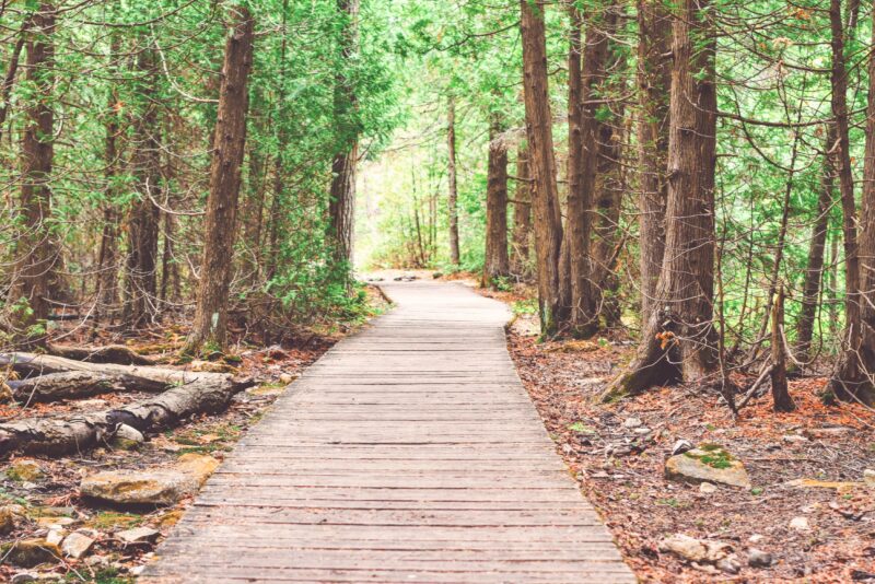nature-walk path into the woods