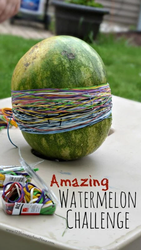 Watermelon Explosion Experiment Watermelon with 50 rubber bands wrapped around it to demonstrate second grade science experiments for the classroom.
