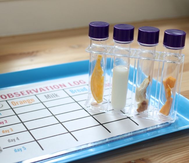 5th Grade Science Decomp No Time for Flashcards Test tubes holding pieces of food sitting on a worksheet labeled Observation Log