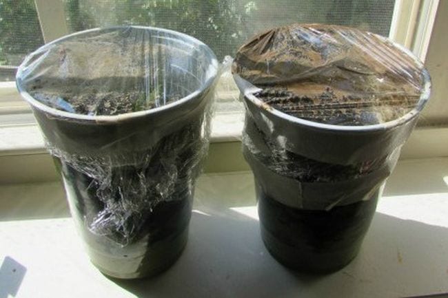 6th Grade Science Compost The Happy Housewife Two plastic cups filled with compost and covered in plastic wrap