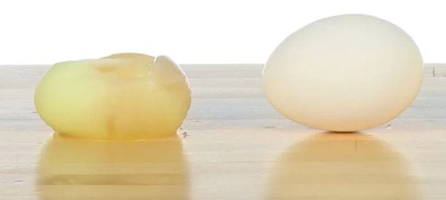 6th Grade Science Naked Eggs 2 Steve Spangler Raw egg without a shell that has been dehydrated sitting next to a regular egg