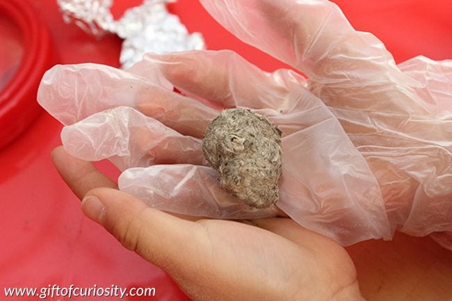 6th Grade Science Owl Pellet Gift of Curiosity Sixth grade science student wear gloves, holding an owl pellet over a red tray