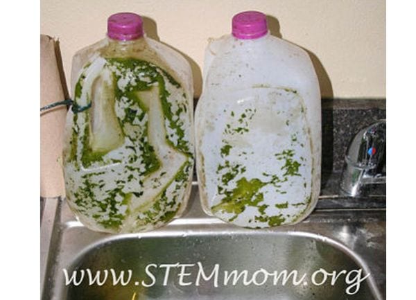 7th Grade Science Biofilm Home School Scientist Two plastic milk jugs sitting by a sink, covered with green film