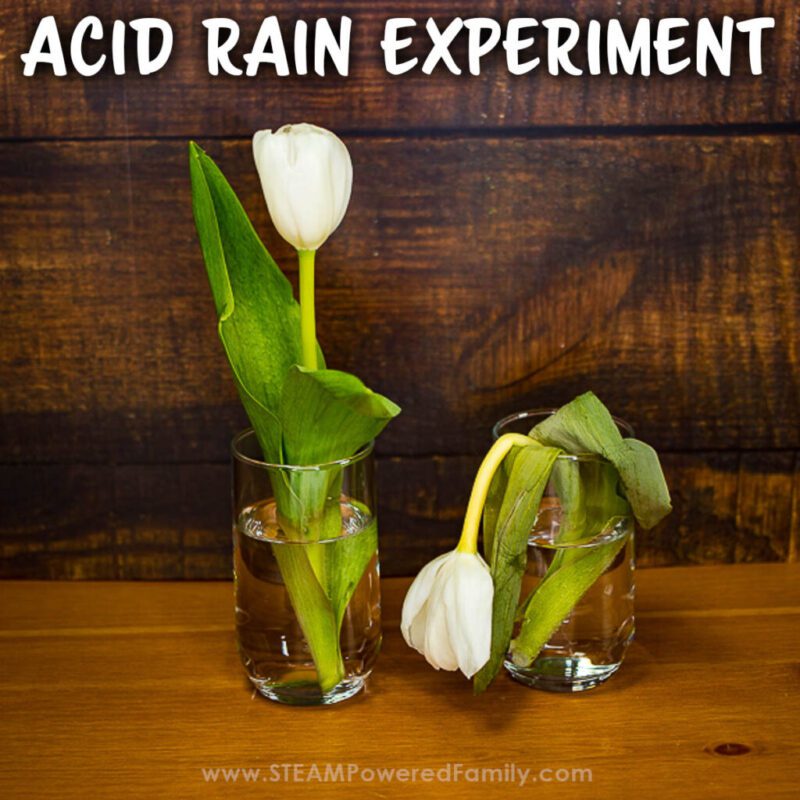 Acid Rain Experiment Two white tulips in glasses of water. One is healthy and one is wilted.
