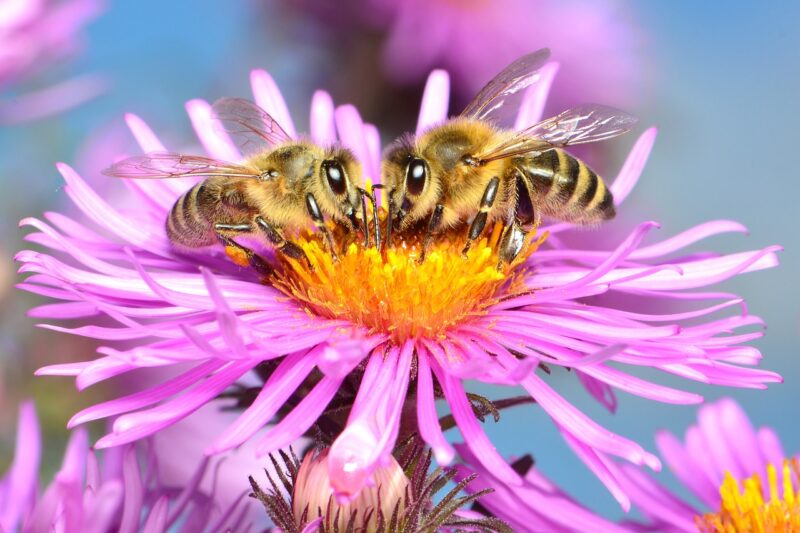 Writing Prompt: Bee Standoff Two bees face ot face on a purple flower