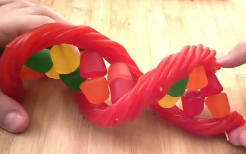 Edible DNA Model Edible DNA model made with Twizzlers, gumdrops, and toothpicks