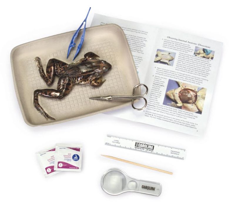 Frog Dissection Kit Frog dissection kit including specimen, tray, booklet, and tools
